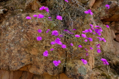 Lampranthus pakhuisensis