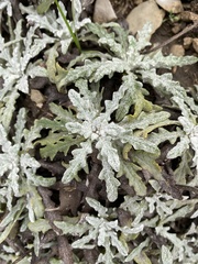 Salvia canescens