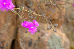 Lampranthus pakhuisensis
