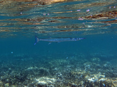 Tylosurus
