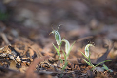 Pterostylis scabra