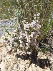Erica formosa