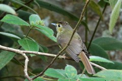 Tricholestes criniger