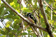 Eurylaimus ochromalus