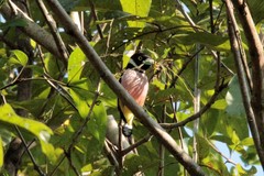 Eurylaimus ochromalus