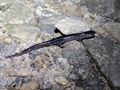 Plethodon chattahoochee