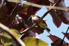Eurylaimus ochromalus