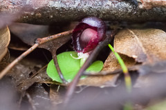 Corybas recurvus