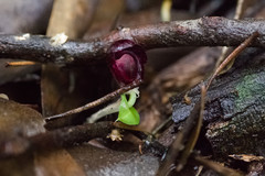 Corybas recurvus
