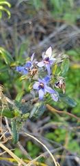 Halgania andromedifolia