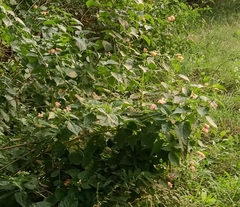 Lantana camara
