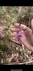 Stylidium productum