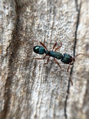 Rhytidoponera aspera