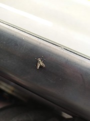 Diptera