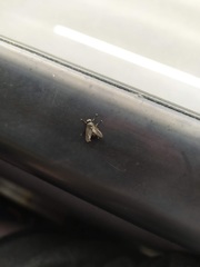 Diptera