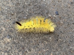 Calliteara pudibunda