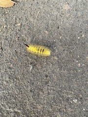 Calliteara pudibunda