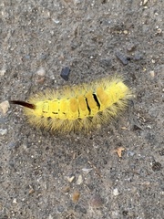 Calliteara pudibunda