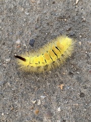 Calliteara pudibunda