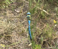 Anax imperator