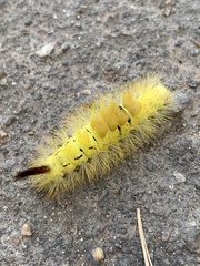 Calliteara pudibunda