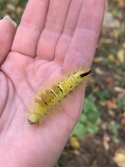 Calliteara pudibunda