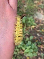 Calliteara pudibunda