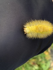 Calliteara pudibunda