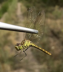 Sympetrum vulgatum