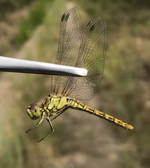 Sympetrum vulgatum