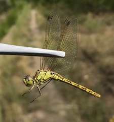 Sympetrum vulgatum