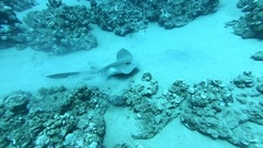 Pastinachus sephen