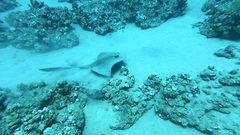 Pastinachus sephen