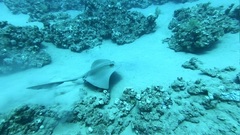 Pastinachus sephen