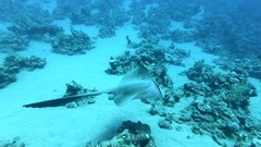 Pastinachus sephen