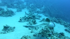 Pastinachus sephen