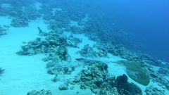 Pastinachus sephen