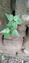 Ficus religiosa