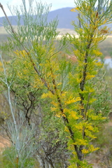 Anginon paniculatum