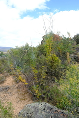 Anginon paniculatum