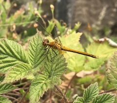 Sympetrum flaveolum