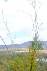 Anginon paniculatum