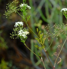 Dasispermum capense