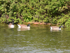 Branta canadensis