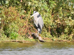 Ardea cinerea
