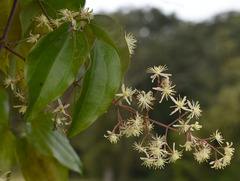 Clematis pickeringii