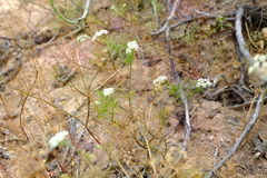 Dasispermum capense