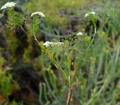 Dasispermum capense
