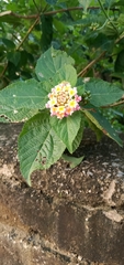 Lantana camara