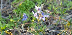 Halgania andromedifolia